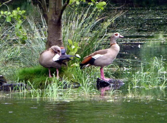 Nilgänse am Georgsteich.