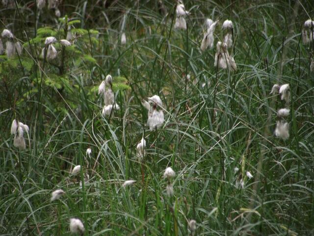 Blühendes Wollgras.