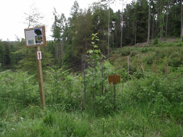 Gleich hintern Nadelöhr wächst seit 2011 eine Elsbeere.