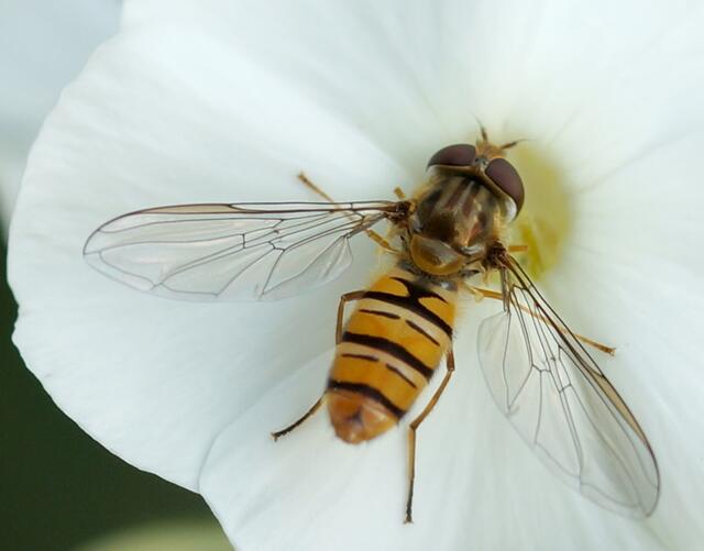 Makroaufnahme der Hainschwebfliege (Episyrphus baleatus). Sie ist auch unter dem Namen Winterschwebfliege bekannt. Begattete Weibchen überwintern hier und können auch an kalten Tagen beobachtet werden. Sie gehört zu den häufigsten Schwebfliegenarten. Sie spielt bei der biologischen Schädlingsbekämpfung eine Rolle, denn jede Larve frisst bis zur Verpuppung mehrere hundert Blattläuse.