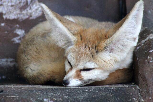 ...schlafen wollte dieser Wüstenfuchs.