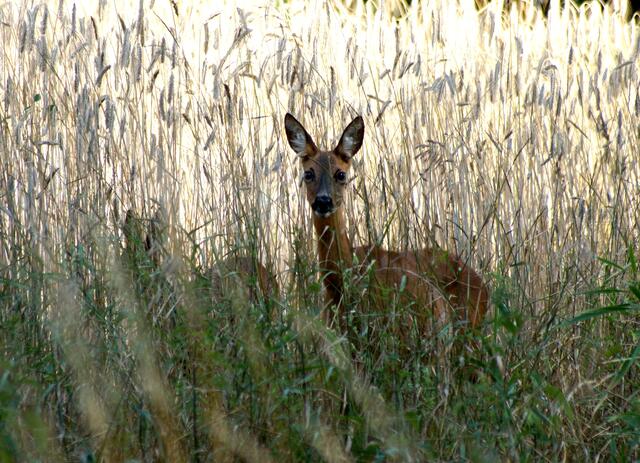 Doch dann folgte das jüngere Tier den Anweisungen der Ricke, die deutlich beobachtet werden konnten und entfernte sich langsam...