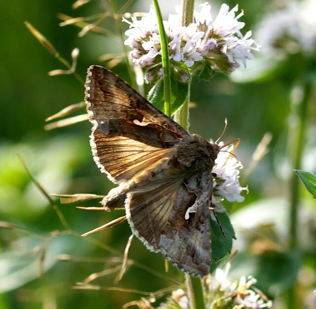 Die Gammaeule  (Autographa gamma) im Licht der untergehenden Sonne. Ihren Saugrüssel taucht sie tief in die Blütenkelche ein.