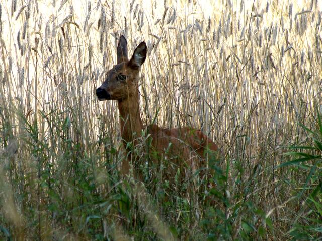 Die Ricke behielt die Fotografin noch für 2 Minuten im Auge. Dann verschwand auch sie gemächlich - in der noch vorhandenen Deckung - im Getreidefeld.