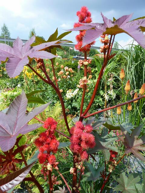 Bunte Blumenpracht