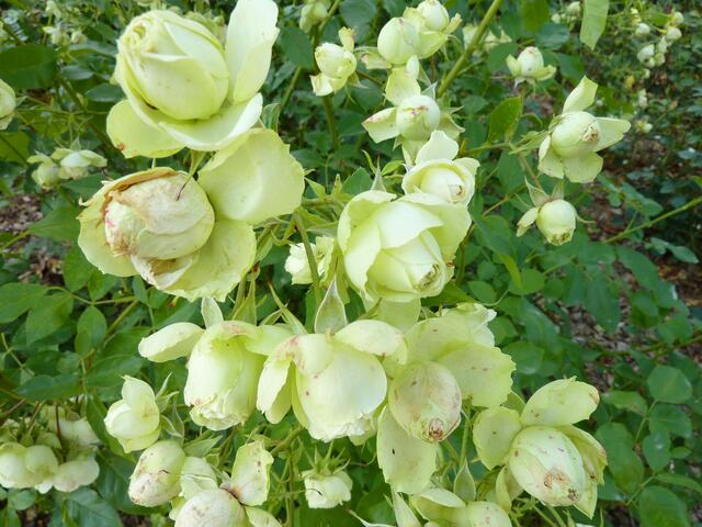 Diese Rose ist zartgrün.