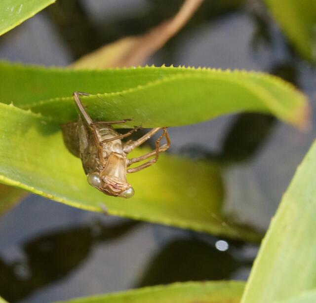 Die leere Larvenhaut (Exuvie) einer Mosaikjungfer umklammert noch das fleischige Blatt der Krebsschere (Stratiotes aloides). Gut können wird die Fangmaske erkennen. Ist es die kurze und breite Fangmaske der Grünen Mosaikjungfer, die sich nur wenig verschmälert?