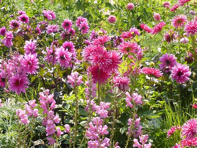 Im Dahliengarten
