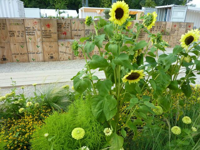 Gelbe Blumenpracht vor Teekisten