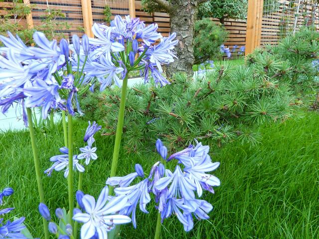 Blaue Pracht vor der Blumenhalle mit den exotischen Pflanzen (siehe 3. Teil)