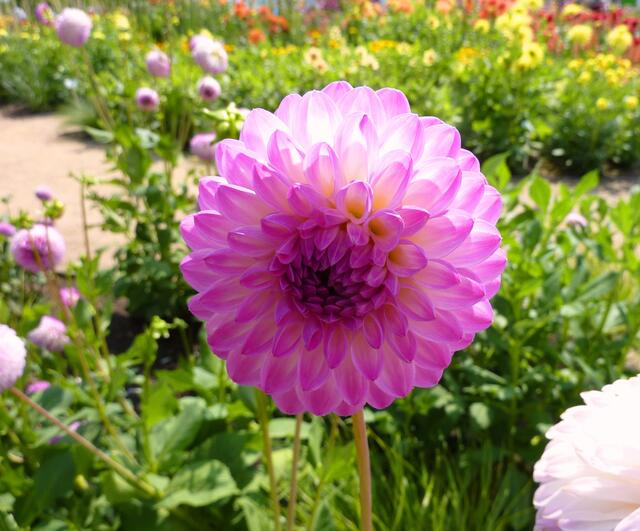 Licht und Schatten spielen mit dieser herrlichen Dahlienblüte.