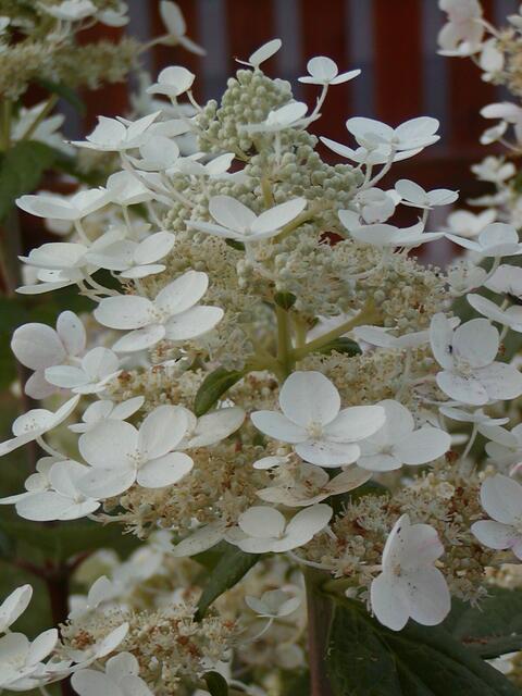 Hortensie "Pink Winky"