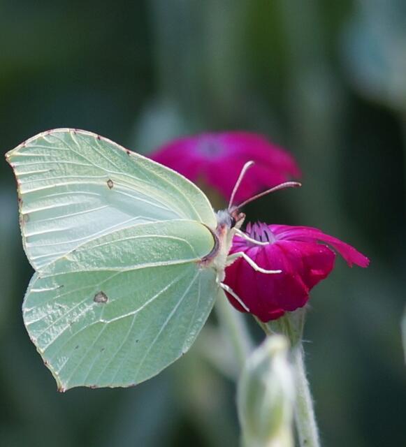 Beim Blick über einen Gartenzaun entdeckte ich die extra für die Falter gepflanzten und auch bis zum vollständigen Verblühen stehengelassenen. Lichtnelken.