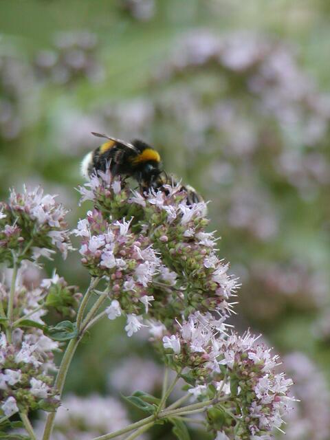 Hummel