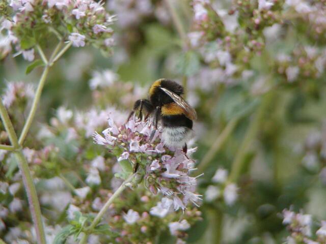 Hummel auf dem Oregano