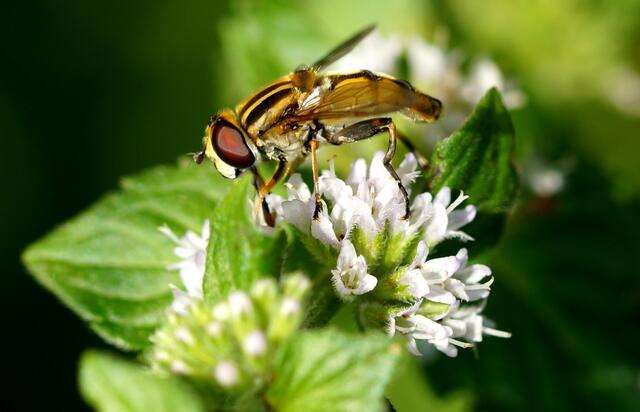 Eine Schwebfliege labt sich am Blütennektar.
