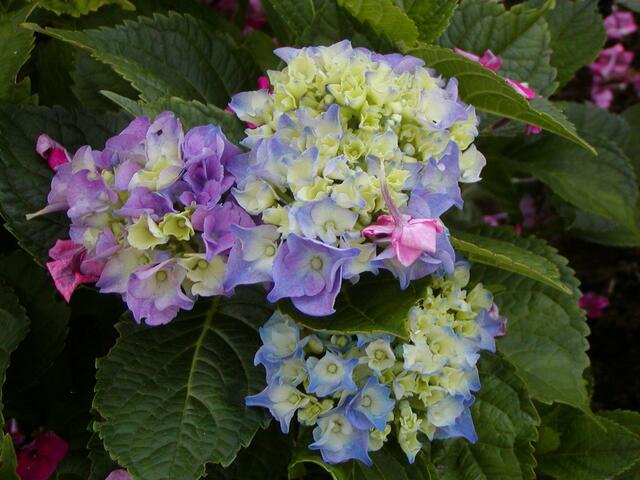 Hortensie