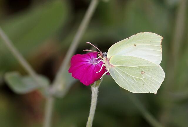 Der Falter taucht den Saugrüssel so tief in die Blüte der Lichtnelke ein, dass wir ihn kaum mehr erkennen können!