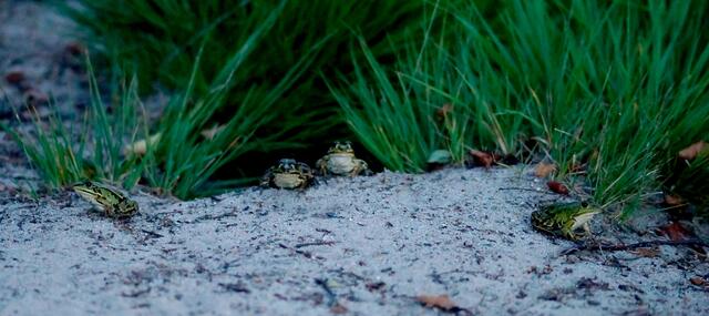 Erst in der Dämmerung erreichten wird das "Blanke Flat" - ein Naturschutzgebiet (zwischen Vesbeck und Warmeloh)  in den Gemarkungen Esperke und Vesbeck nahe der Stadt Neustadt am Rübenberge. Am kleinen Heideweiher angelangt, begrüßte uns dieses zutrauliche "Froschquartett" ganz persönlich... (siehe Text).