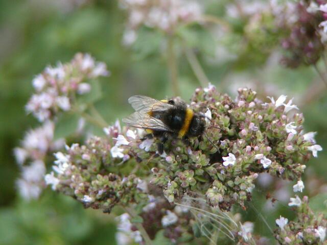 Hummel