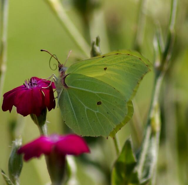 Der Zitronenfalter mit eingerolltem Saugrüssel.