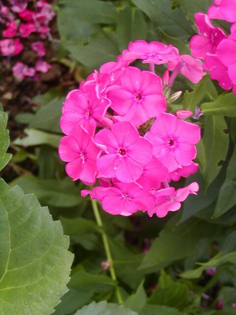 Flammenblume