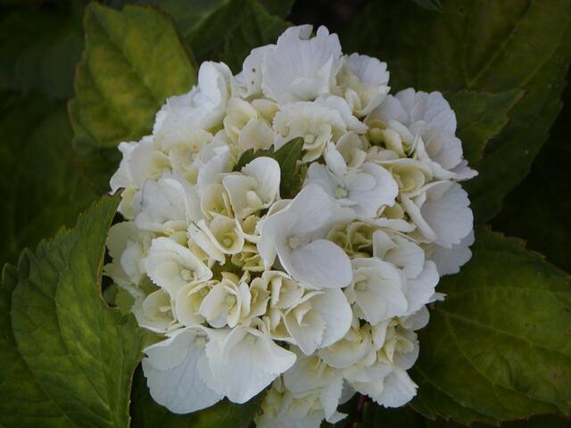 Hortensie