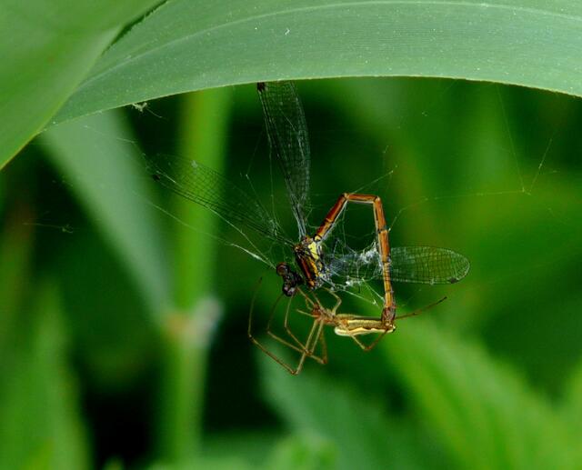 Diese Streckerspinne (Tetragnatha montana) erbeutete unter anderem eine Adonislibelle (Aufnahme/ Meißendorfer Teiche)