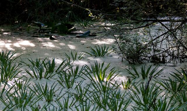 Der hintere Bereich des "Krebsscherenbiotops" mit einer kleinen Naturinsel lag im Schatten. Dort konnte eine Edellibelle im Flug abgelichtet werden.
