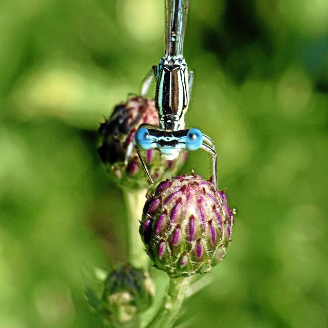 ... Liebling! Diese Blume ist nur für Dich!