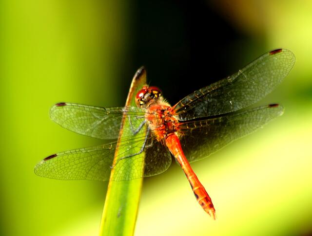 Die Blutrote Heidelibelle (Sympetrum sanguineum) ließ minutenlang auf den Pflanzen entlang eines kleinen fließenden Gewässers in der Burgwedeler Feldmark ihren Körper von der Sonne erwärmen. Nach einem kurzen Rundflug kehrte sie, ihre Sitzposition wechselnd immer wieder dorthin zurück. Wir sehen hier ein reifes ausgefärbtes Männchen.