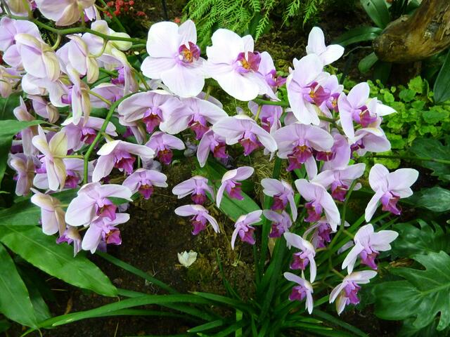 Wunderschöne Orchidee
