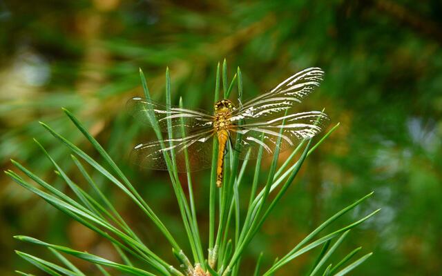 Ein Jungtier  der Schwarzen Heidelibelle (Sympetrum danae) - am kleinen Moorteich dokumentiert. Sie ist frisch geschlüpft. Wir erkennen es an den noch glänzenden Flügeln und den weißen Flügelmalen. Ein herrliches Motiv für jeden Libellenfreund! Makellos zeigt sie sich am Gewässerrand des kleinen Moorteichs, auf dem überhängenden Zweig einer Kiefer.