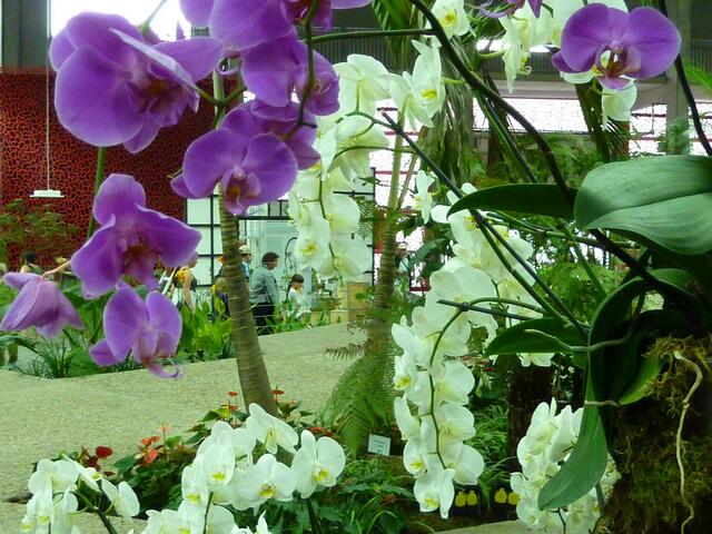 Durch die Orchideen hindurch bekommt man einen schönen Blick in die Blumenhalle.
