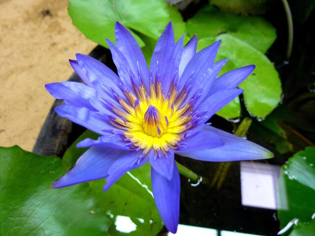 Kornblumenblaue Seerose