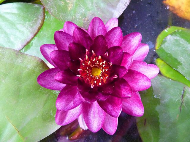Purpurfarbene Seerose