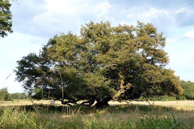 Blauer Himmel und Sonnenschein begleiten unseren Ausflug an diesem Tag. Eine bizarr geformte "Huteeiche", deren breite tiefreichende Krone beinnahe den Boden berührt.