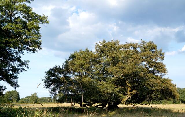 Inmitten einer als Weide genutzten Wiese nahe Wieckenberg entdecken wir diese als Naturdenkmal gekennzeichnete alte Eiche.