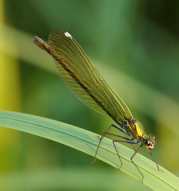 Zart und fast unwirklich schön! Das Weibchen der Gebänderten Prachtlibelle (Calopteryx splendens) - Nahaufnahme.