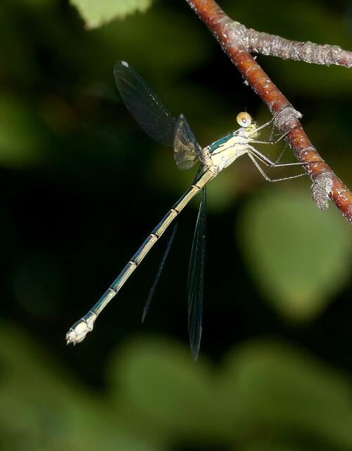 Um  die Weidenjungfer auch Gemeine Weidenjungfer (Lestes viridis) abzulichten musste ich oben in den Zweigen eines Baumes am Rande des Seerosenteiches suchen. Am Rande der stehenden oder langsam fließenden Gewässer, an denen sich ihr bevorzugter Lebenraum befindet, müssen Weichholzbaumarten stehen, in deren Rinde sie ihre Eier legt. Sie  ist gut am nach vorne gerichteten Zipfel an der Thoraxseitenzeichnung zu erkennen.