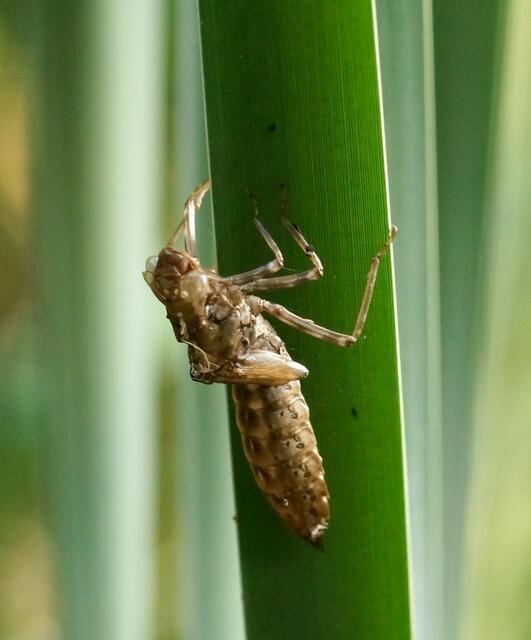 Auch in diesem Biotop hier konnten wir wieder Exuvien entdecken, aus denen erst vor kurzer Zeit die großen Edellibellen (Aeshnidae) aus der Familie der Großlibellen (Anisoptera), nach ihrer Metamorphose  - mit dem Schlupf aus den Larvenhäuten - in ihr Leben als Kunstflieger im Element Luft starteten.