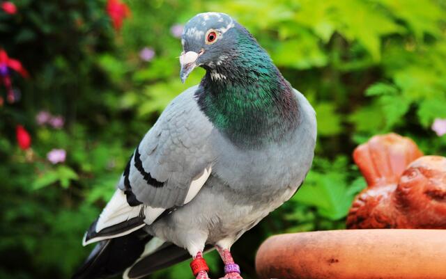 Man sieht sie oft, aber sieht man sie auch richtig? Kurt Rabe lädt mit seinem Bild ein, diese schöne Taube in Ruhe anzugucken. 31 Likes gibt es dafür von den Nutzern. | Foto: Kurt Rabe aus Edertal