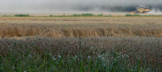 ..denn allerorts wird in diesen Tagen die Getreideernte fast rund um die Uhr (bis in die Nacht hinein) mit Hochdruck betrieben.