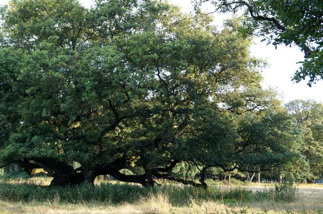 Die bizarre Eiche, ein wunderschönes malerisches Motiv, welches aus der Nähe fotografisch noch eindrucksvoller in Szene gesetzt werden könnte... Momentan diente die sie umgebende Wiese als "Jungbullenweide"... Bäume wie dieser dienten den Malern der Romantik - wie Caspar David Friedrich - als Vorlage für ihre Bilder...