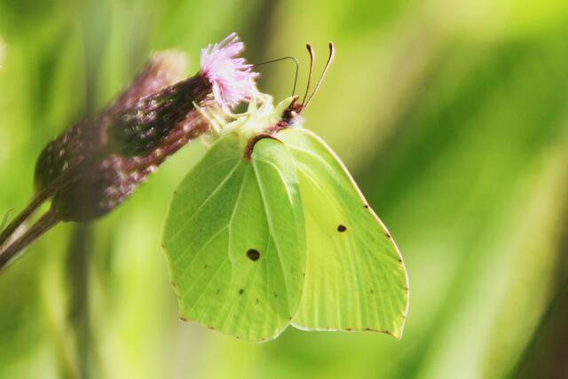 Du siehst mich nicht, du siehst mich nicht. Dieser Schmetterling hat sich gut getarnt, Ali Kocaman hat ihn trotzdem erkannt. Für dieses Bild gibt es 30 Klicks auf den "Gefällt mir"-Button. | Foto: Ali Kocaman aus Donauwörth
