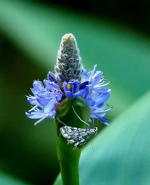 Pontederia cordata (Hechtkraut) mit Seerosenzünsler (Elophila nymphaeata).
