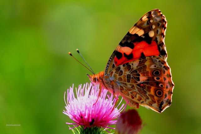 Ganz stolz präsentiert dieser Schmetterling seine knalligen Farben, als Frank Werner die Kamera zückt. 33 myheimatler haben sich in das Bild verliebt. | Foto: Frank Werner aus Wernigerode