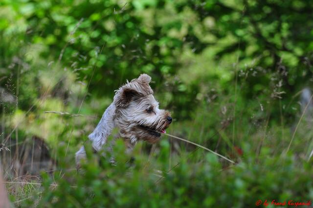 Unser Hund,auf einer Wiese im Harz.
