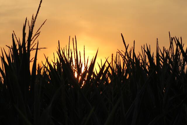 mais im sonnenuntergang