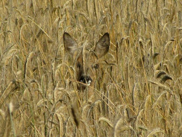 Ein Gesicht im Kornfeld.